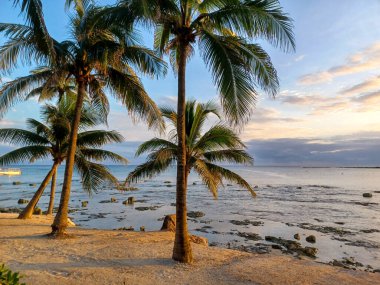 Playa del Carmen, Quintana Roo, Meksika - 20 Kasım 2024: Sonbahar sezonunda Barcelo Maya Oteli bölgesinde