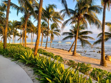 Playa del Carmen, Quintana Roo, Meksika - 20 Kasım 2024: Sonbahar sezonunda Barcelo Maya Oteli bölgesinde