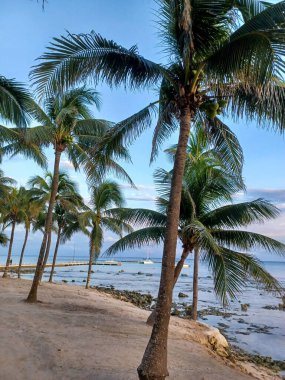 Playa del Carmen, Quintana Roo, Meksika - 20 Kasım 2024: Sonbahar sezonunda Barcelo Maya Oteli bölgesinde