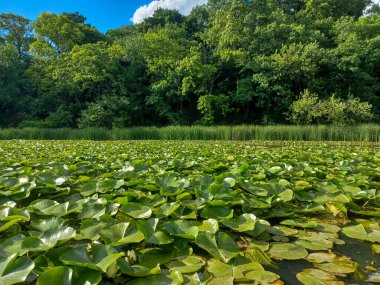 Yaz mevsimi boyunca Toronto, Kanada 'daki Humber Nehri' ne bakın.
