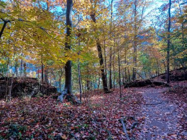 Neagara Şelalesi 'nin yanındaki Glen Yolu' nun ormanlık kısmına bak.