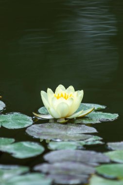 Göletteki çok renkli nilüferlere bakın.