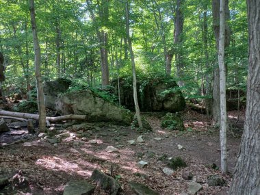 Niagara Şelalesi 'nin yanındaki Niagara Nehri' nin ormanı manzaralı.