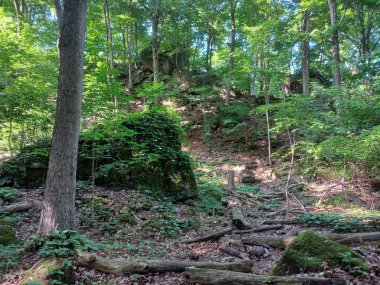 Niagara Şelalesi 'nin yanındaki Niagara Nehri' nin ormanı manzaralı.