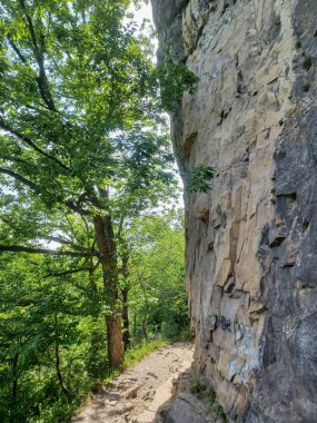 Niagara Şelalesi 'nin yanındaki Niagara Nehri' nin ormanı manzaralı.