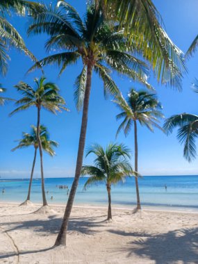 Quintana Roo, Meksika - 20 Kasım 2024 Playa del Car bölgesinde Playa del Carmen, Meksika