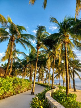 Playa del Carmen, Quintana Roo, Meksika - 20 Kasım 2024: Sonbahar sezonunda Barcelo Maya Oteli bölgesinde