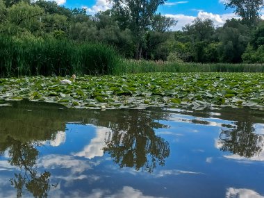 Yaz mevsimi boyunca Toronto, Kanada 'daki Humber Nehri' ne bakın.