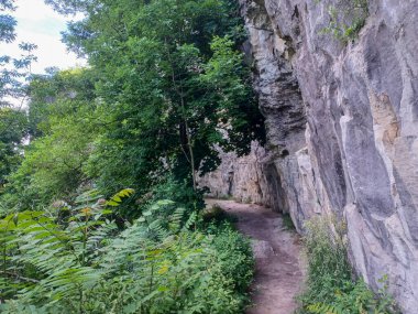 Niagara Şelalesi 'nin yanındaki Niagara Nehri' nin ormanı manzaralı.