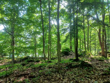 Niagara Şelalesi 'nin yanındaki Niagara Nehri' nin ormanı manzaralı.