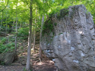 Niagara Şelalesi 'nin yanındaki Niagara Nehri' nin ormanı manzaralı.