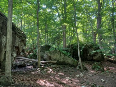Niagara Şelalesi 'nin yanındaki Niagara Nehri' nin ormanı manzaralı.