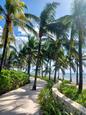 Playa del Carmen, Quintana Roo, Meksika - 20 Kasım 2024: Sonbahar sezonunda Barcelo Maya Oteli bölgesinde