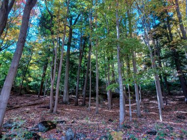 Neagara Şelalesi 'nin yanındaki Glen Yolu' nun ormanlık kısmına bak.
