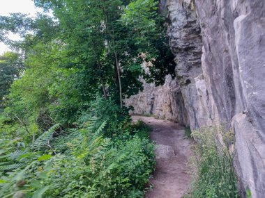 Niagara Şelalesi 'nin yanındaki Niagara Nehri' nin ormanı manzaralı.