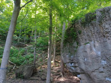 Niagara Şelalesi 'nin yanındaki Niagara Nehri' nin ormanı manzaralı.