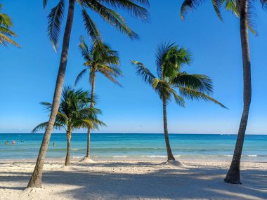 Quintana Roo, Meksika - 20 Kasım 2024 Playa del Car bölgesinde Playa del Carmen, Meksika