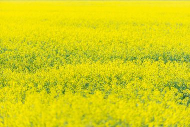 Güneşli bir günde Sarı kolza tohumu tarlasına bak