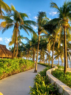 Playa del Carmen, Quintana Roo, Meksika - 20 Kasım 2024: Sonbahar sezonunda Barcelo Maya Oteli bölgesinde