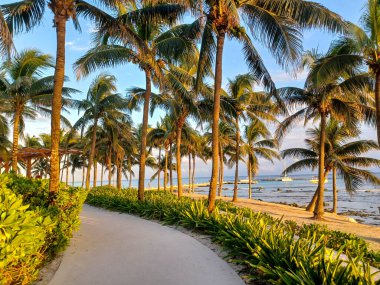 Playa del Carmen, Quintana Roo, Meksika - 20 Kasım 2024: Sonbahar sezonunda Barcelo Maya Oteli bölgesinde