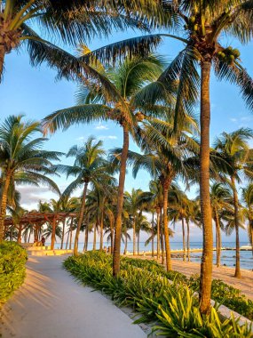 Playa del Carmen, Quintana Roo, Meksika - 20 Kasım 2024: Sonbahar sezonunda Barcelo Maya Oteli bölgesinde