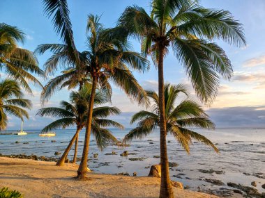 Playa del Carmen, Quintana Roo, Meksika - 20 Kasım 2024: Sonbahar sezonunda Barcelo Maya Oteli bölgesinde