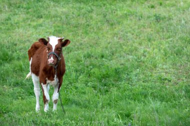 Yalnız bir buzağı güneşli bir günde yeşil bir çayırda otluyor.