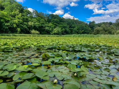 Yaz mevsimi boyunca Toronto, Kanada 'daki Humber Nehri' ne bakın.