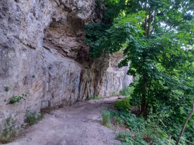 Niagara Şelalesi 'nin yanındaki Niagara Nehri' nin ormanı manzaralı.