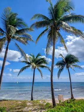 Quintana Roo, Meksika - 20 Kasım 2024 Playa del Car bölgesinde Playa del Carmen, Meksika