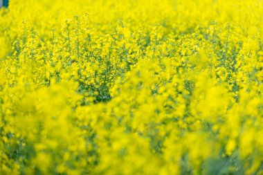 Güneşli bir günde Sarı kolza tohumu tarlasına bak