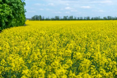Güneşli bir günde Sarı kolza tohumu tarlasına bak