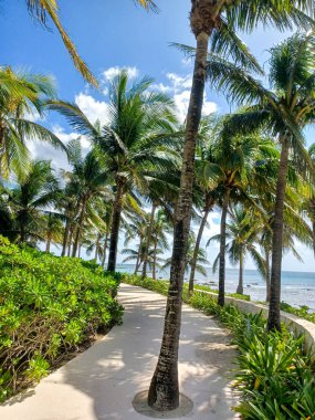 Playa del Carmen, Quintana Roo, Meksika - 20 Kasım 2024: Sonbahar sezonunda Barcelo Maya Oteli bölgesinde