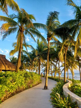 Playa del Carmen, Quintana Roo, Meksika - 20 Kasım 2024: Sonbahar sezonunda Barcelo Maya Oteli bölgesinde