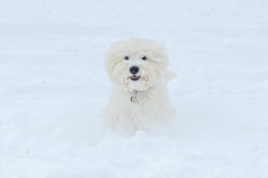 Bir West Highland Beyaz Teriyeri, kar taneleriyle kaplı, mutlu bir ifadeyle derin karların içinden geçer...