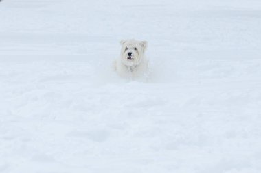 Bir West Highland Beyaz Teriyeri, kar taneleriyle kaplı, mutlu bir ifadeyle derin karların içinden geçer...