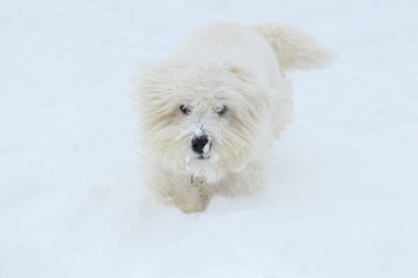 Bir West Highland Beyaz Teriyeri, kar taneleriyle kaplı, mutlu bir ifadeyle derin karların içinden geçer...