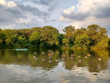 Toronto, ON, Kanada 3 Temmuz 2024: Büyük bir Kanada kaz sürüsü dramatik yaz bulutları altında Humber Nehri 'nde huzur içinde yüzüyor...