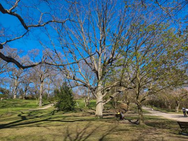 Toronto, ON, Kanada 2 Mayıs 2024: Ziyaretçiler High Parks 'ta yürürken ve dinlenirken yapraksız ağaçlar açık gökyüzünün altında dik duruyor..
