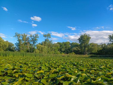 Toronto, ON, Kanada 14 Haziran 2024: Mavi gökyüzünün altındaki Humber Nehri manzarası..