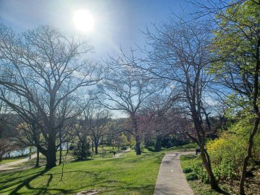 Toronto, ON, Kanada 2 Mayıs 2024: Ziyaretçiler High Parks 'ta yürürken ve dinlenirken yapraksız ağaçlar açık gökyüzünün altında dik duruyor..