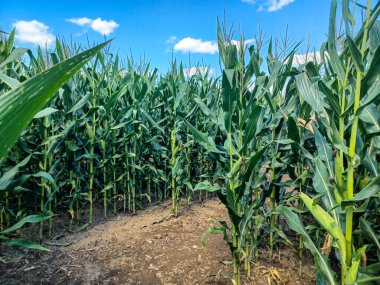 Toronto, ON, Kanada 9 Eylül 2024: Güneşli bir mısır labirenti yolu açık mavi bir gökyüzü altında, dağınık bulutlar altında uzun yeşil sapların arasından esiyor.. 