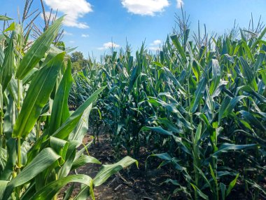 Toronto, ON, Kanada 9 Eylül 2024: Güneşli bir mısır labirenti yolu açık mavi bir gökyüzü altında, dağınık bulutlar altında uzun yeşil sapların arasından esiyor.. 