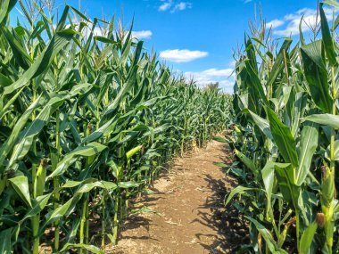 Toronto, ON, Kanada 9 Eylül 2024: Güneşli bir mısır labirenti yolu açık mavi bir gökyüzü altında, dağınık bulutlar altında uzun yeşil sapların arasından esiyor.. 