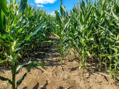 Toronto, ON, Kanada 9 Eylül 2024: Güneşli bir mısır labirenti yolu açık mavi bir gökyüzü altında, dağınık bulutlar altında uzun yeşil sapların arasından esiyor.. 