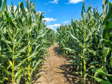 Toronto, ON, Kanada 9 Eylül 2024: Güneşli bir mısır labirenti yolu açık mavi bir gökyüzü altında, dağınık bulutlar altında uzun yeşil sapların arasından esiyor.. 