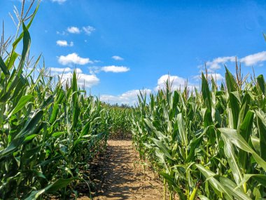 Toronto, ON, Kanada 9 Eylül 2024: Güneşli bir mısır labirenti yolu açık mavi bir gökyüzü altında, dağınık bulutlar altında uzun yeşil sapların arasından esiyor.. 