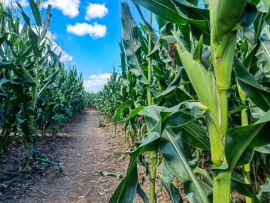 Toronto, ON, Kanada 9 Eylül 2024: Güneşli bir mısır labirenti yolu açık mavi bir gökyüzü altında, dağınık bulutlar altında uzun yeşil sapların arasından esiyor.. 