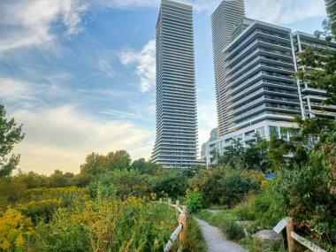 Toronto, Kanada 18 Eylül 2024: Lakeshore yakınlarındaki Etobikola 'da yüksek konut kulelerinin altındaki yeşil ve kır çiçeklerinin arasından huzurlu bir çakıl yolu esiyor. 