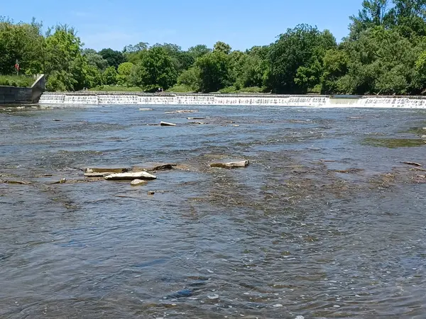 Akşam güneşi Humber Nehri somon merdivenini aydınlatıyor. İnsanlar nehir boyunca toplanıp akan suyu seyrediyorlar..